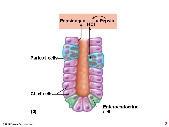 Pepsinogen HCl Pepsin Parietal cells Chief cells (d) © 2018 Pearson Education, Inc. Enteroendocrine