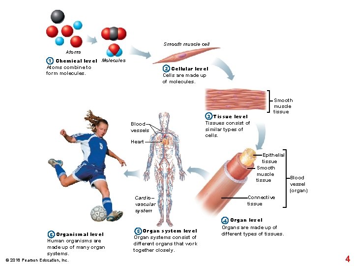 Smooth muscle cell Atoms 1 Chemical level Molecules Atoms combine to form molecules. 2