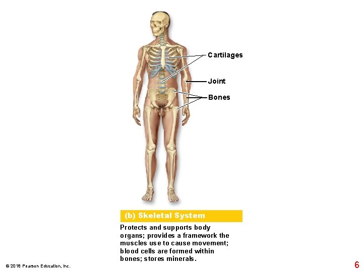 Cartilages Joint Bones (b) Skeletal System Protects and supports body organs; provides a framework