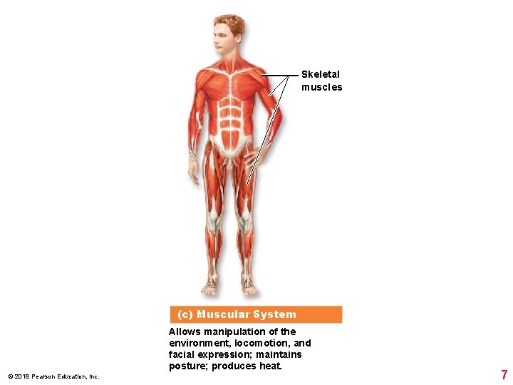 Skeletal muscles (c) Muscular System Allows manipulation of the environment, locomotion, and facial expression;