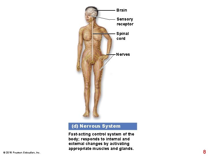 Brain Sensory receptor Spinal cord Nerves (d) Nervous System Fast-acting control system of the