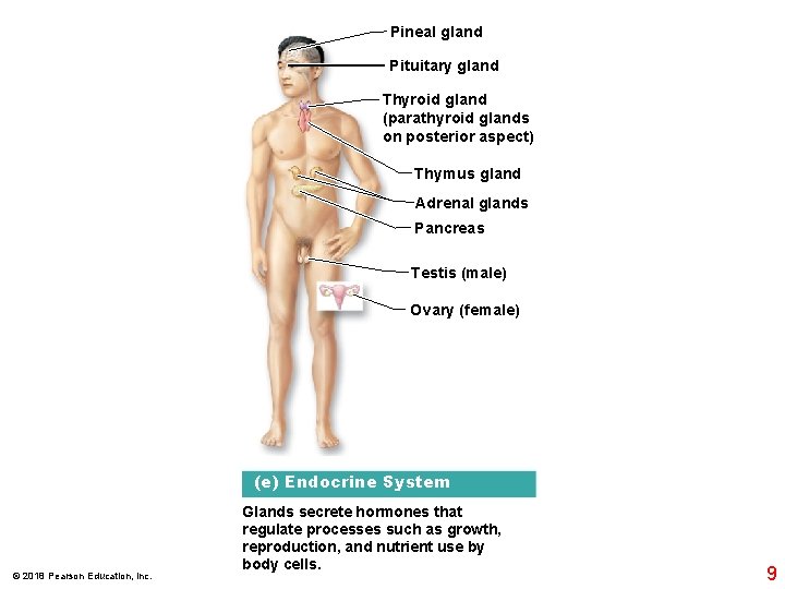 Pineal gland Pituitary gland Thyroid gland (parathyroid glands on posterior aspect) Thymus gland Adrenal