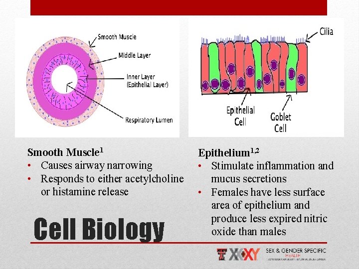 Smooth Muscle 1 • Causes airway narrowing • Responds to either acetylcholine or histamine