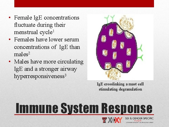  • Female Ig. E concentrations fluctuate during their menstrual cycle 1 • Females