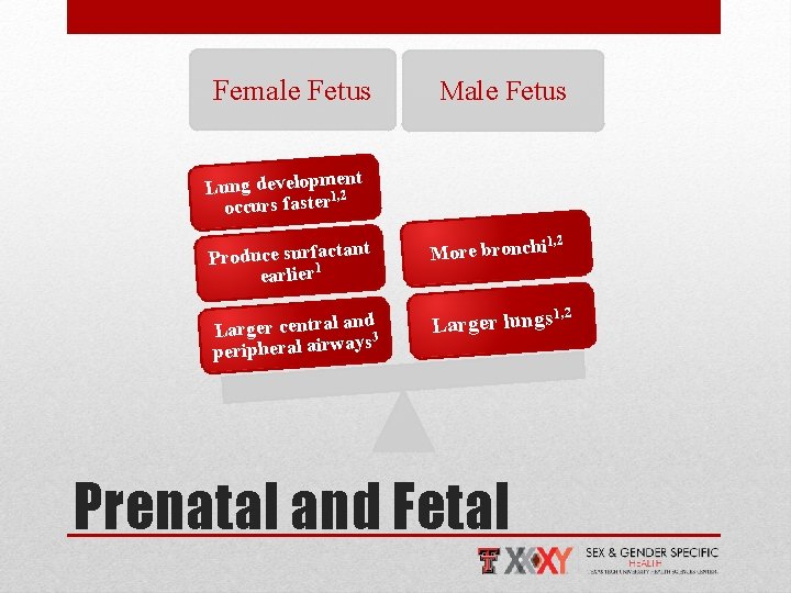 Female Fetus Male Fetus t Lung developm 1, e 2 n occurs faster 1,