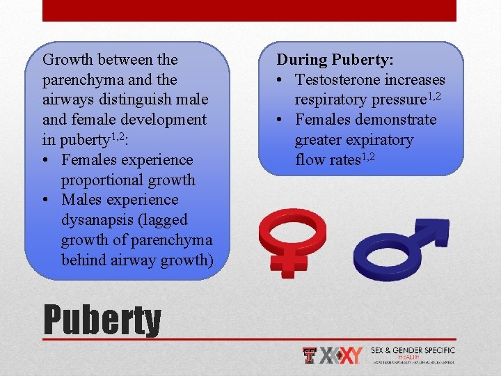 Growth between the parenchyma and the airways distinguish male and female development in puberty