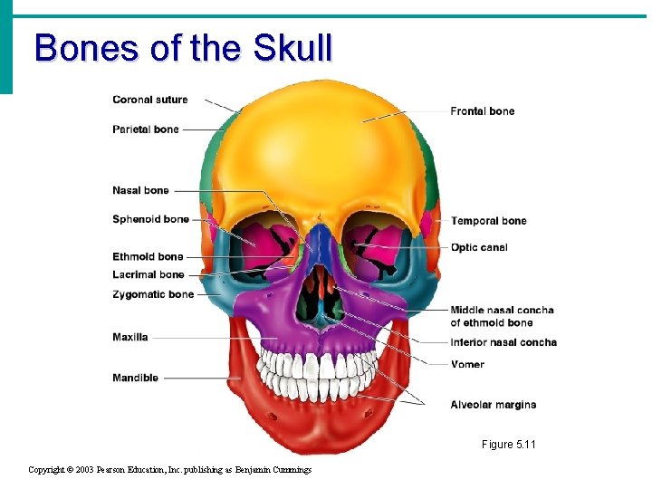 Bones of the Skull Figure 5. 11 Copyright © 2003 Pearson Education, Inc. publishing