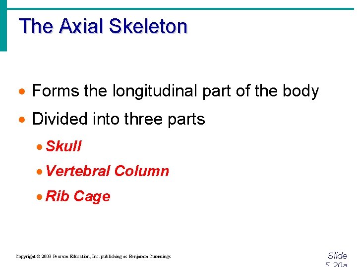 The Axial Skeleton · Forms the longitudinal part of the body · Divided into