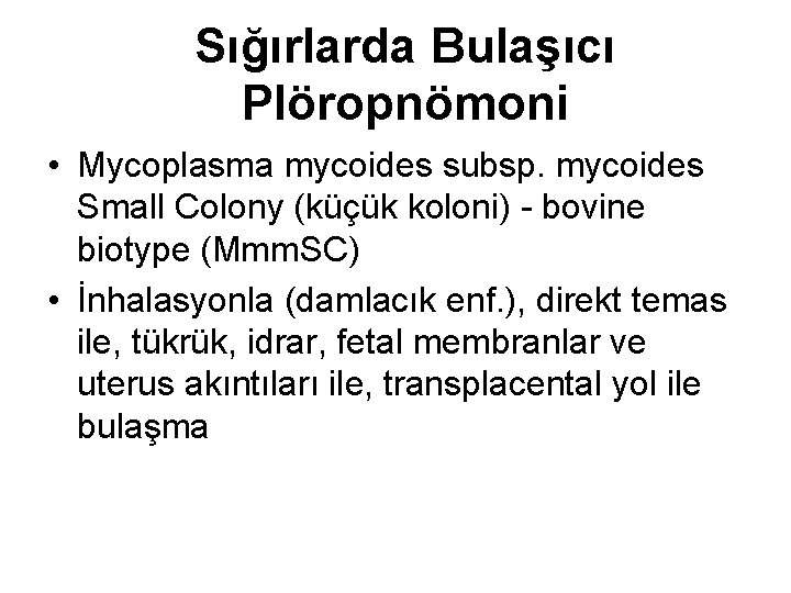 Sığırlarda Bulaşıcı Plöropnömoni • Mycoplasma mycoides subsp. mycoides Small Colony (küçük koloni) - bovine