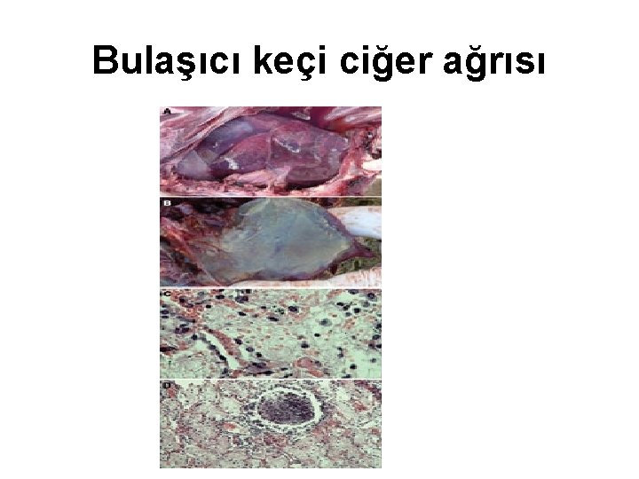 Bulaşıcı keçi ciğer ağrısı 