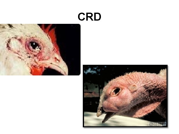 CRD 