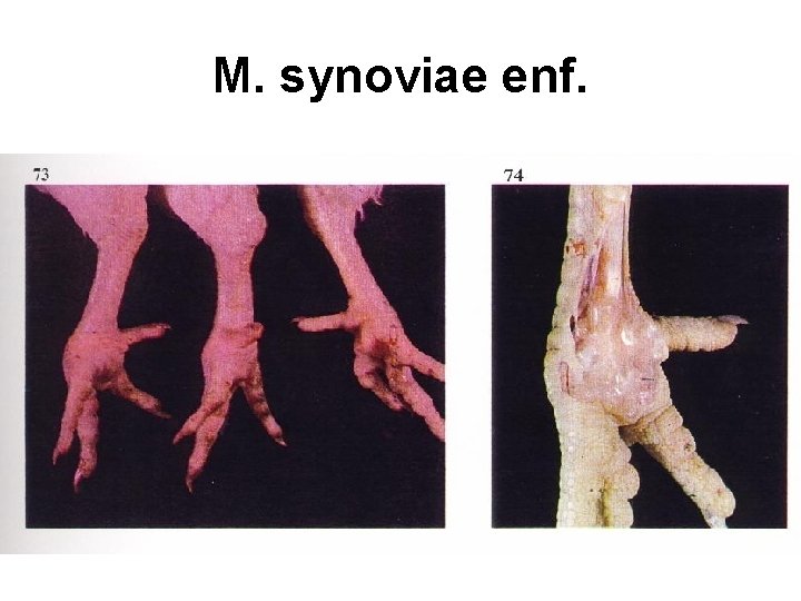 M. synoviae enf. 