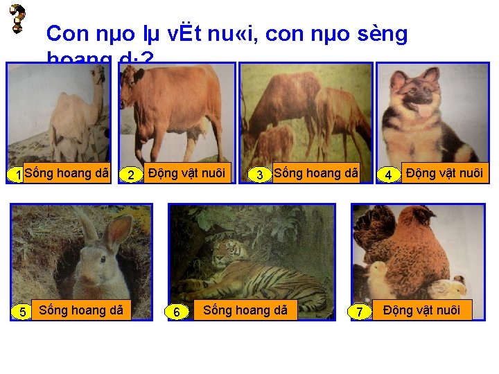 Con nµo lµ vËt nu «i, con nµo sèng hoang d·? 1 Sống hoang