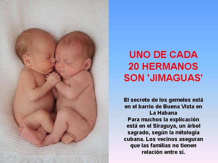 UNO DE CADA 20 HERMANOS SON 'JIMAGUAS' El secreto de los gemelos está en