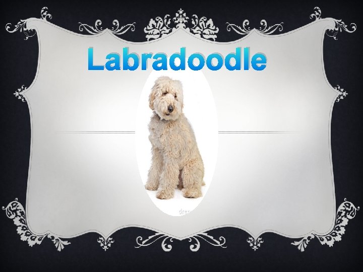 Labradoodle 