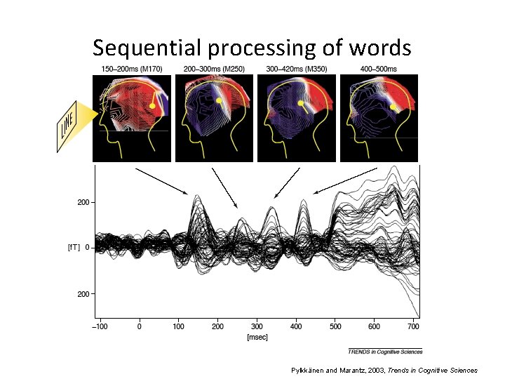 Sequential processing of words Pylkkänen and Marantz, 2003, Trends in Cognitive Sciences 