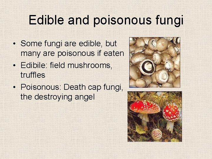 Edible and poisonous fungi • Some fungi are edible, but many are poisonous if