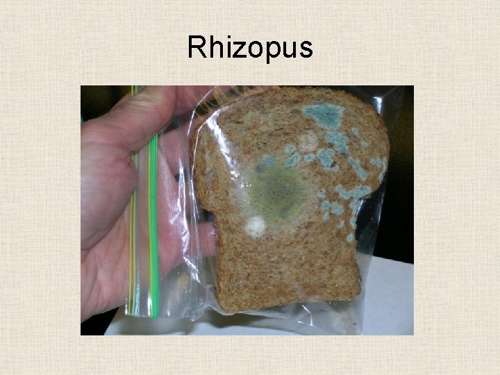 Rhizopus 