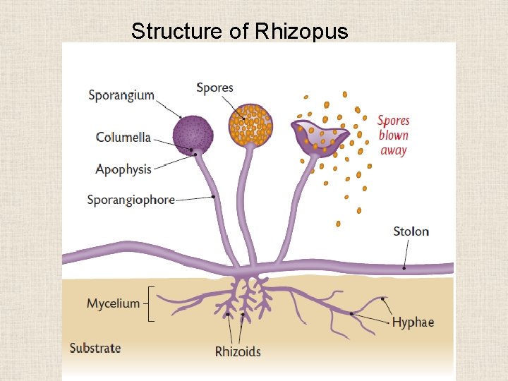 Structure of Rhizopus 