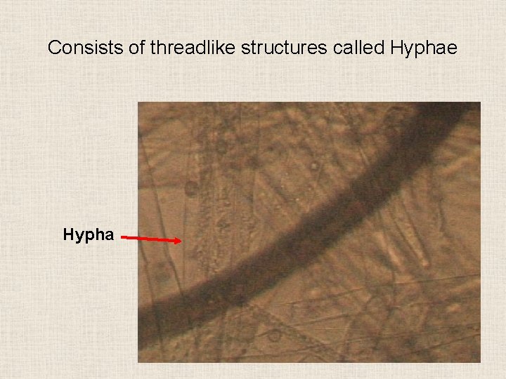 Consists of threadlike structures called Hyphae Hypha 