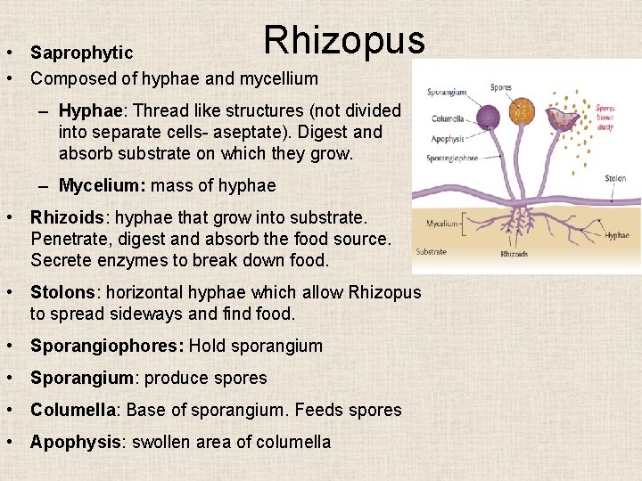 Rhizopus • Saprophytic • Composed of hyphae and mycellium – Hyphae: Thread like structures