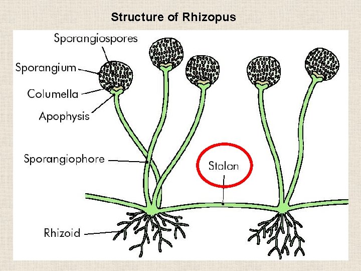 Structure of Rhizopus 