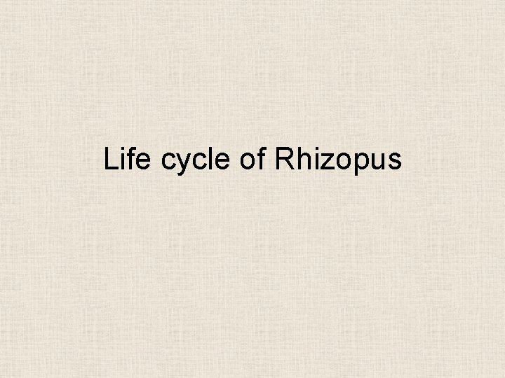 Life cycle of Rhizopus 