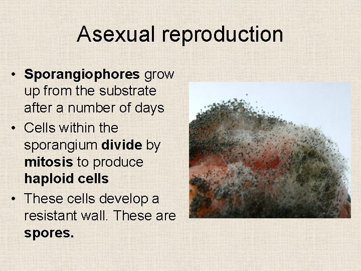 Asexual reproduction • Sporangiophores grow up from the substrate after a number of days