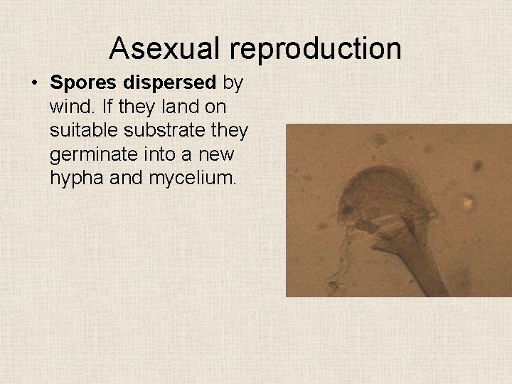 Asexual reproduction • Spores dispersed by wind. If they land on suitable substrate they