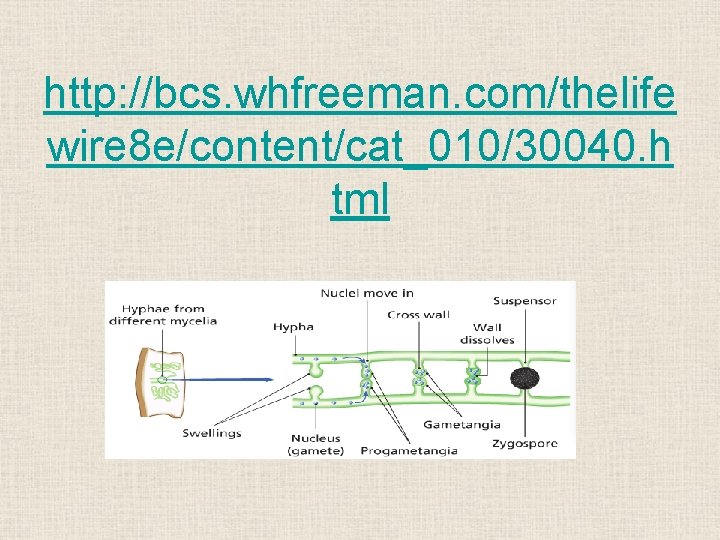 http: //bcs. whfreeman. com/thelife wire 8 e/content/cat_010/30040. h tml 