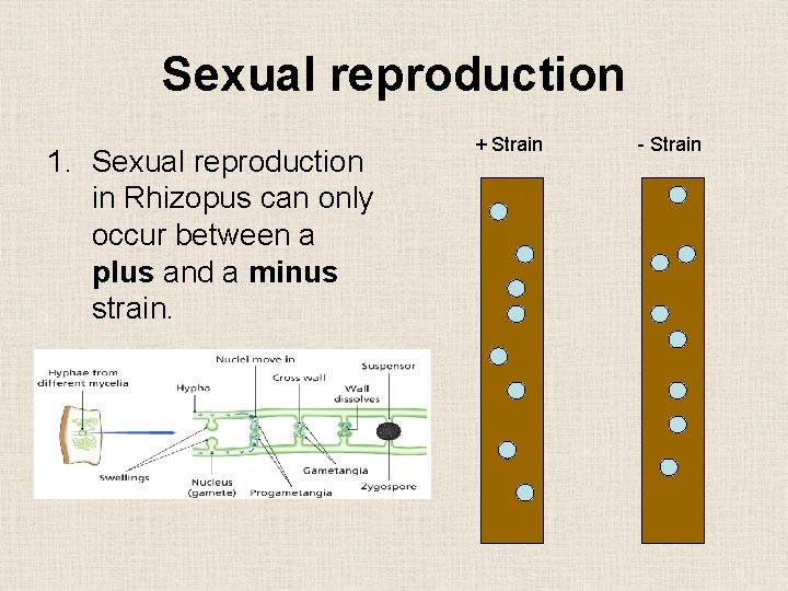 Sexual reproduction 1. Sexual reproduction in Rhizopus can only occur between a plus and