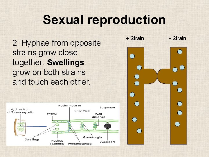 Sexual reproduction 2. Hyphae from opposite strains grow close together. Swellings grow on both