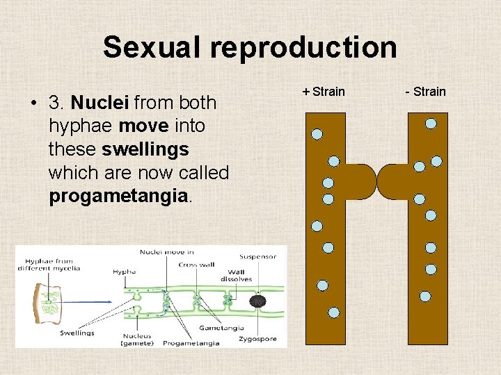 Sexual reproduction • 3. Nuclei from both hyphae move into these swellings which are