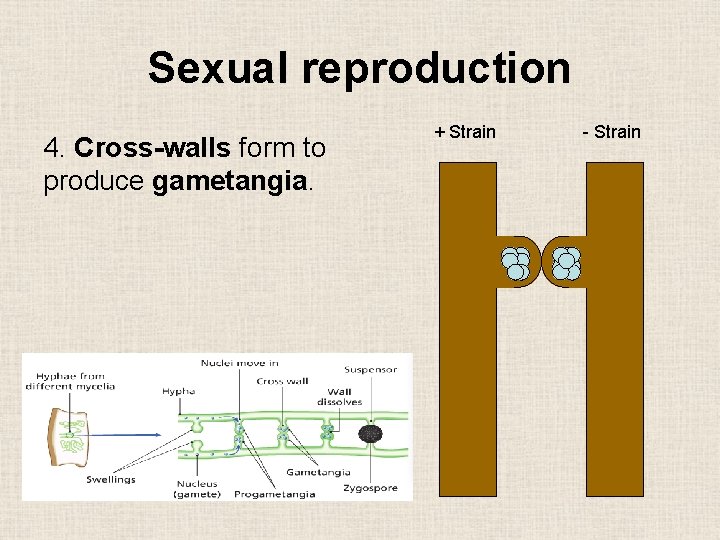 Sexual reproduction 4. Cross-walls form to produce gametangia. + Strain - Strain 