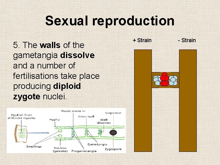 Sexual reproduction 5. The walls of the gametangia dissolve and a number of fertilisations