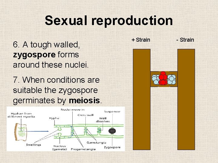 Sexual reproduction 6. A tough walled, zygospore forms around these nuclei. 7. When conditions