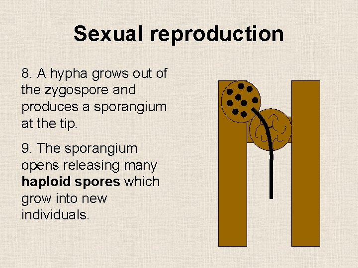 Sexual reproduction 8. A hypha grows out of the zygospore and produces a sporangium