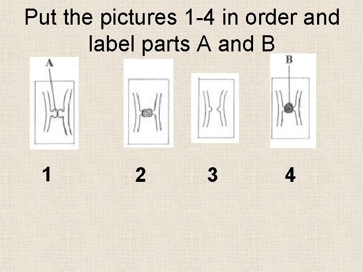 Put the pictures 1 -4 in order and label parts A and B 1