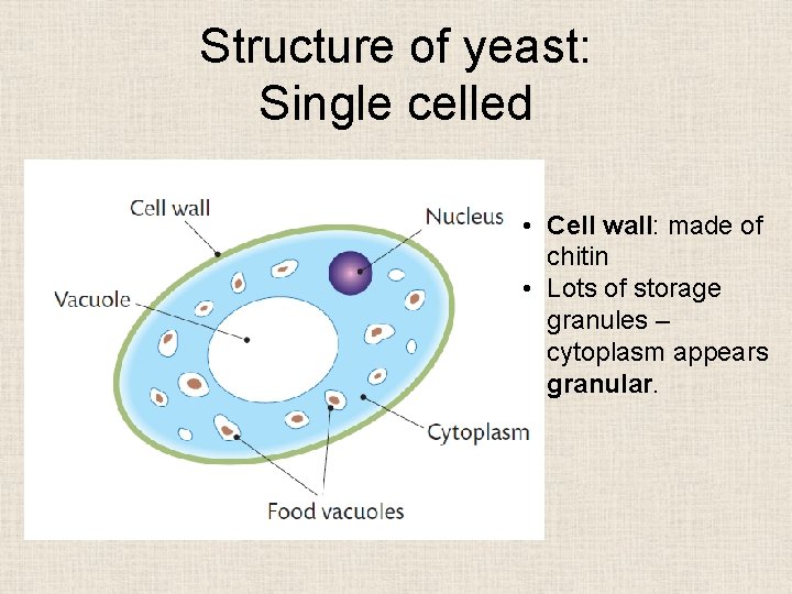 Structure of yeast: Single celled • Cell wall: made of chitin • Lots of