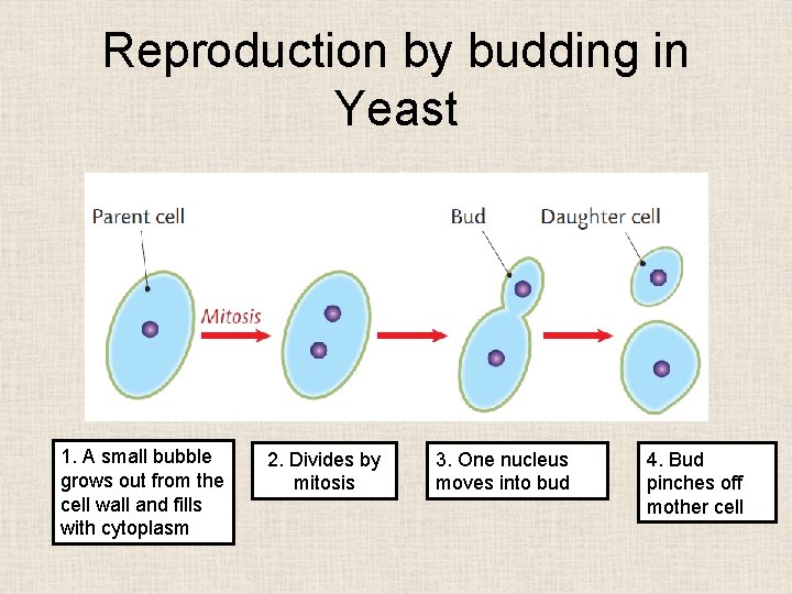 Reproduction by budding in Yeast 1. A small bubble grows out from the cell