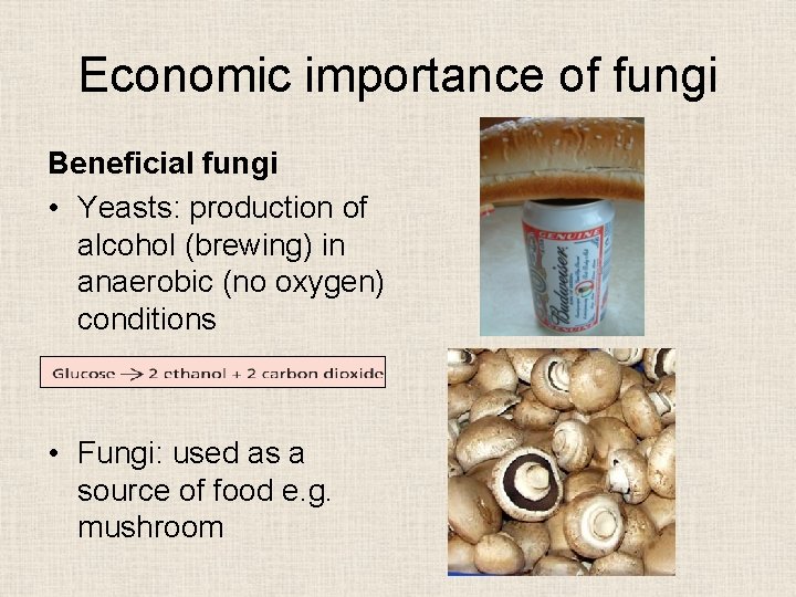 Economic importance of fungi Beneficial fungi • Yeasts: production of alcohol (brewing) in anaerobic
