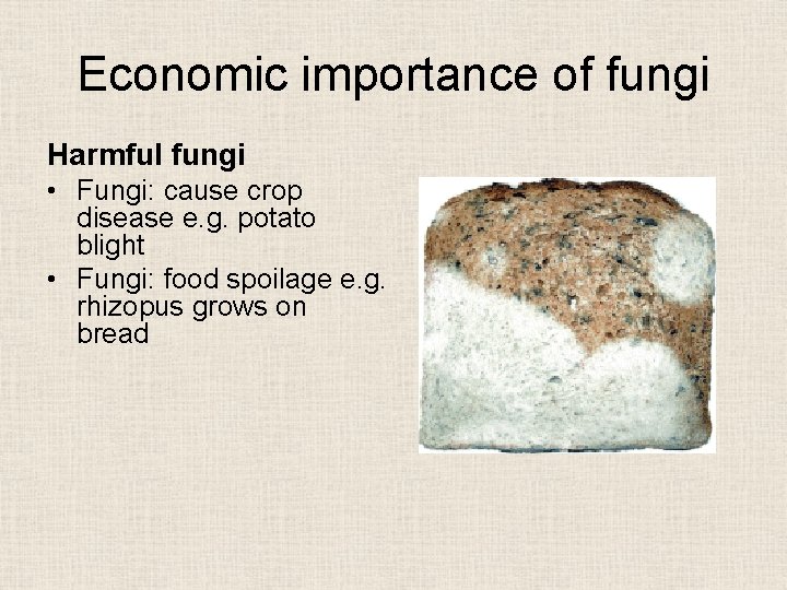 Economic importance of fungi Harmful fungi • Fungi: cause crop disease e. g. potato