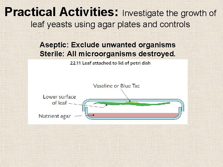 Practical Activities: Investigate the growth of leaf yeasts using agar plates and controls Aseptic: