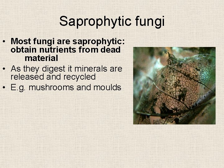 Saprophytic fungi • Most fungi are saprophytic: obtain nutrients from dead material • As