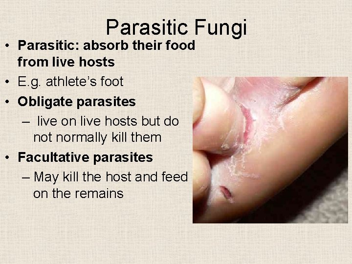 Parasitic Fungi • Parasitic: absorb their food from live hosts • E. g. athlete’s