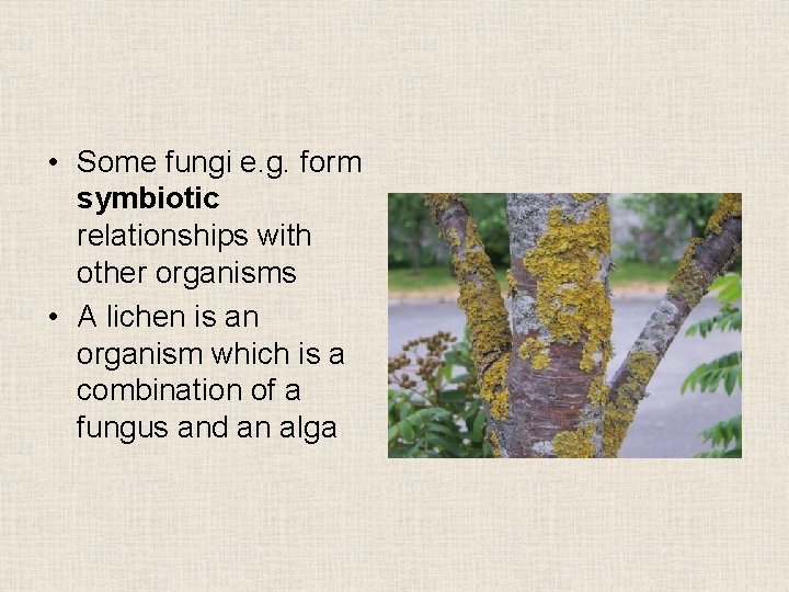  • Some fungi e. g. form symbiotic relationships with other organisms • A