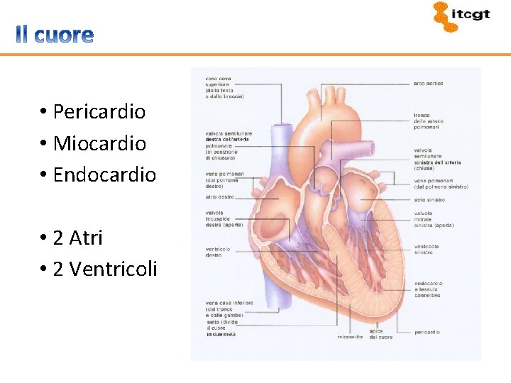 • Pericardio • Miocardio • Endocardio • 2 Atri • 2 Ventricoli 
