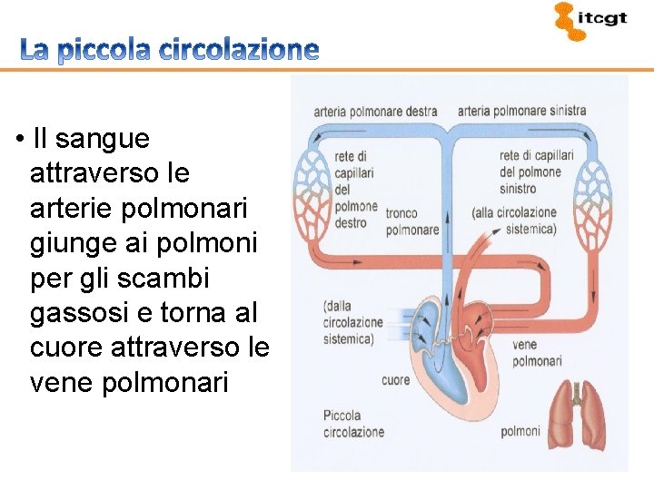  • Il sangue attraverso le arterie polmonari giunge ai polmoni per gli scambi