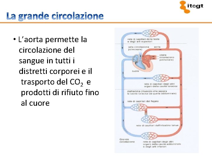  • L’aorta permette la circolazione del sangue in tutti i distretti corporei e
