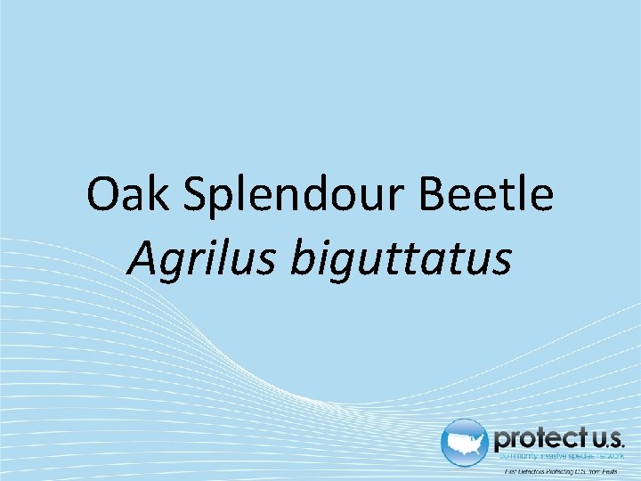 Oak Splendour Beetle Agrilus biguttatus 